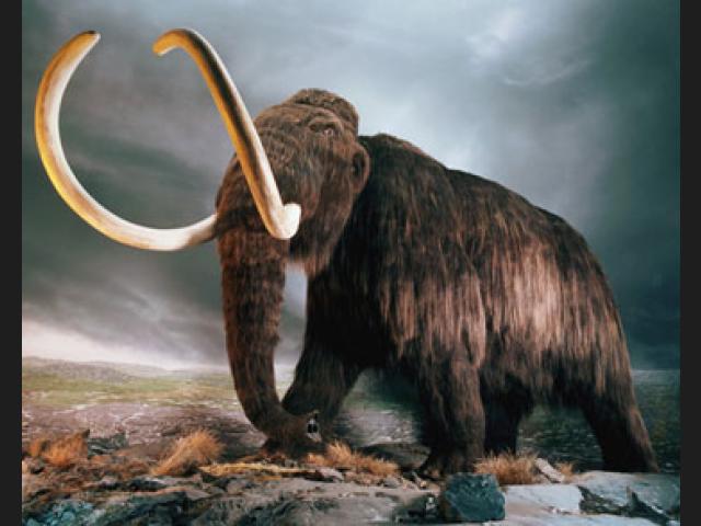 mamut (1).jpg